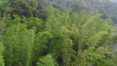 Lush-Amazon-Forest-Mountains-By-The-Stream-Flowing-Of-Rio-Negro-In-Risaralda-Colombia