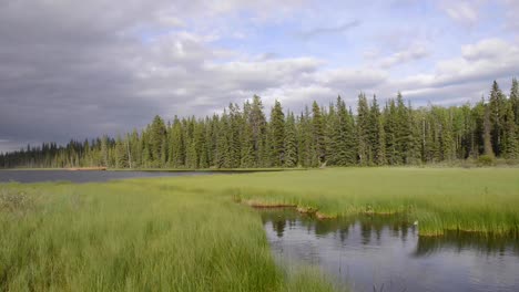 The-Beaver-Boardwalk-is-a-unique,-wooden-pathway-that-winds-through-wetlands-and-fully-functioning-beaver-pond-in-Hinton,-Alberta-with-seating-areas,-interpretive-signs-and-two-observation-towers