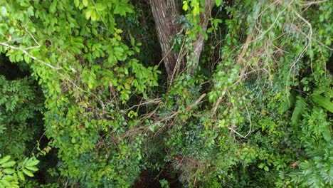 Drone-captures-closeup-of-tree,-green-leaves-and-branches,-beautiful-nature