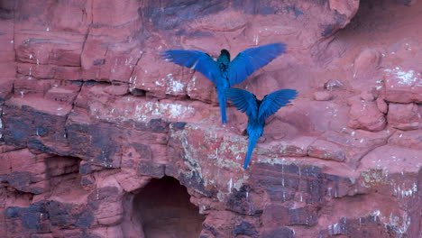 Indigo-Macaw-slow-motion-flapping-on-breeding-cliff