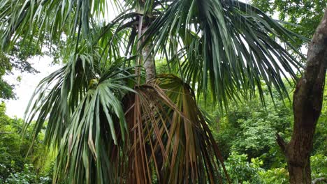 Close-Up-of-Tropical-Palm-Tree-in-Dense-Rainforest-Foliage