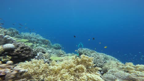 Un-Buceador-O-Apneista-Aparece-Detrás-Del-Exuberante-Arrecife-De-Coral-Y-Luego-Extiende-Gradualmente-Sus-Brazos-En-Medio-De-Un-Enjambre-De-Peces-De-Colores.