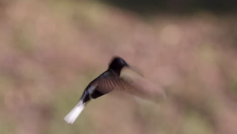 Kolibri-In-Zeitlupe,-Schwebend,-Schwarz,-Jakobinischer,-Brasilianischer-Regenwald