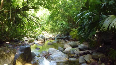 Kleiner-Bach-In-Dichter-Tropischer-Vegetation