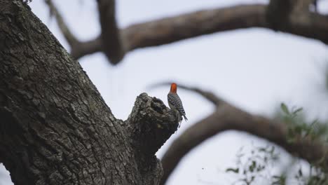 Red-bellied-woodpecker-diving-into-branch-cavity-feeding