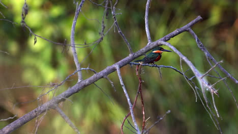 Small-colorful-tropical-kingfisher-moving-head-on-branch-over-stream