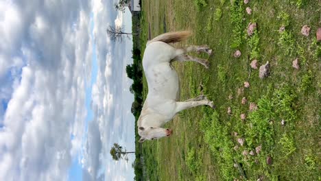 A-white-horse-stands-in-a-green-pasture-under-a-partly-cloudy-sky