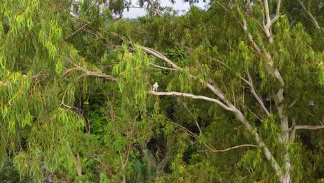 Drone-shot-of-a-small-white-bird-resting-in-a-large-tree