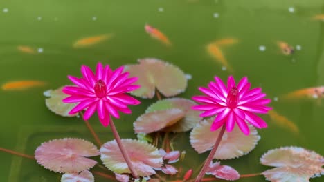 Flor-De-Loto-Púrpura-En-Flor-En-El-Estanque