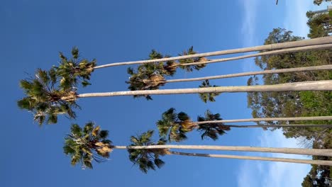 Tall-palm-trees-reaching-into-a-clear-blue-sky-on-a-sunny-day