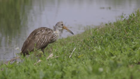 Limpkin-bird-grazing-in-grass-along-shoreline