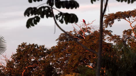 Red-and-green-Macaw-perched-in-the-rainforest-in-Bolivia--Orig