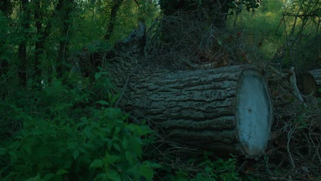 Close-up-of-a-large,-felled-tree-trunk-in-a-dense-forest-area-at-Jarun-Lake-in-Zagreb,-Croatia,-amidst-thick-vegetation