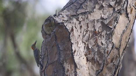 Red-Bellied-Woodpecker-sticking-head-in-tree-trunk