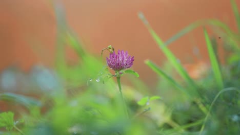 A-delicate-pink-clover-hidden-within-the-lush-green-grass-of-a-summer-meadow,-a-charming-detail-that-adds-a-touch-of-whimsy-to-the-vibrant-landscape