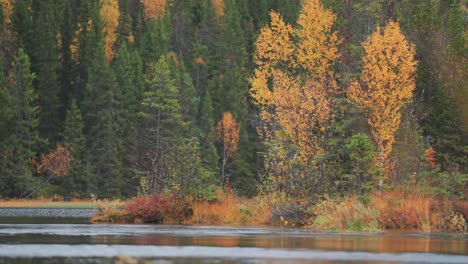 Encantador-Bosque-Otoñal-En-La-Orilla-Del-Pequeño-Lago