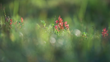 Colourful-red-leaves-of-the-blueberry-shrub-stand-out-amidst-the-greenery-of-the-forest-floor