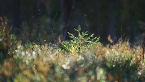 A-young-pine-tree-stands-amidst-the-vibrant-colors-of-the-autumn-landscape,-showcasing-the-contrast-between-evergreen-resilience-and-the-seasonal-beauty-of-fall-foliage