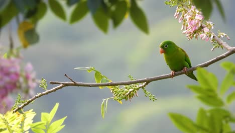 Orange-Chinned-Parakeet-Perched-on-a-Blooming-Branch,-Santa-Marta,-Magdalena,-Colombia