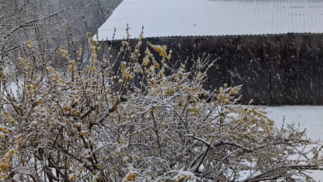 Winter-natural-landscape,-white-trees-in-full-snowfall