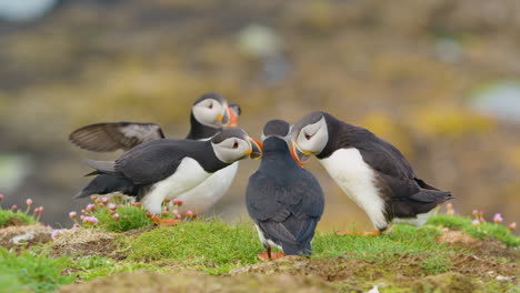 Slomo-close-up-shot-of-four-Puffins-interacting-in-nature,-Lunga,-Scotland