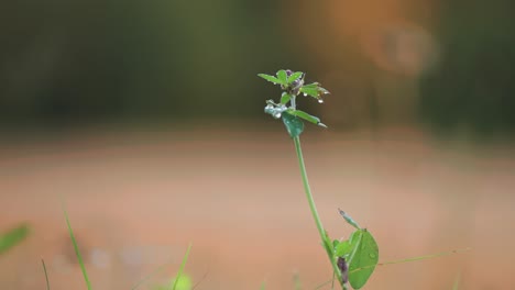 Eine-Zarte-Lila-Kletterblume,-Eingebettet-In-Das-üppige-Grüne-Gras-Einer-Sommerwiese