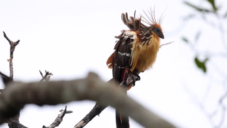 Einzelner-Tropischer-Hoatzin-Vogel,-Der-Im-Wind-Weht---Orig