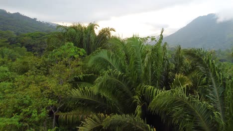 Low-Aerial-Flying-along-Canopy-Palm-Leaves,-Caribbean-region-of-Colombia,-South-America