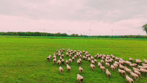 Aerial-drone-shot-of-an-herd-of-sheep-in-a-farm