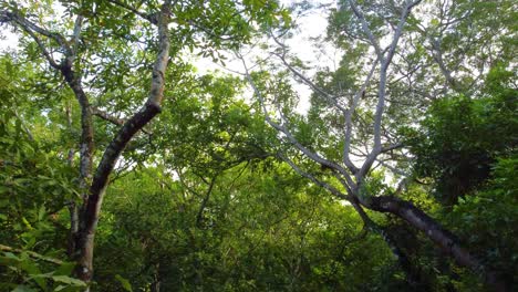 Schöne-Aussicht-Auf-Bäume-Und-Ihre-Äste-Und-üppigen-Grünen-Blätter-Mit-Himmel-Im-Hintergrund,-Santa-Marta,-Kolumbien