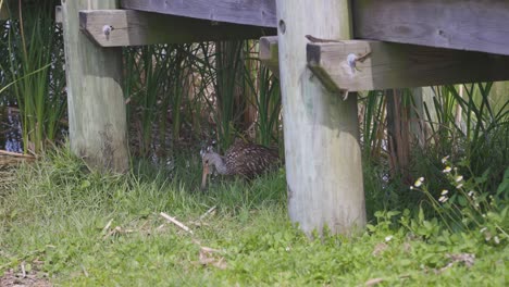 Limpkin-bird-grazing-in-tall-grass-below-deck