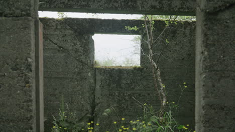 Vista-Desde-La-Ventana-De-La-Ruina-Con-Abedul-En-La-Batería-Costera