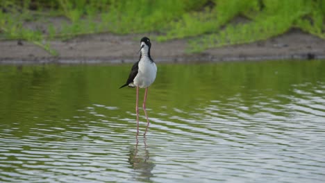 Hawaiian-stilt-standing-in-pond-on-Haiwaii-Island