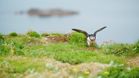 Cute-Little-Puffin-Birds-Hops-and-Flies-on-Coastal-Cliff---Slow-Motion