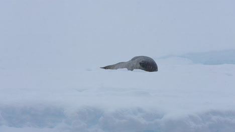 Lobo-Marino-Antártico-Relajándose-En-La-Nieve-En-La-Costa-De-La-Antártida,-Cámara-Lenta