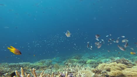 A-static-underwater-shot-of-a-bustling-coral-reef,-teeming-with-colorful-fish-and-anemones