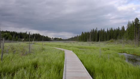 The-Beaver-Boardwalk-is-a-unique,-wooden-pathway-that-winds-through-wetlands-and-fully-functioning-beaver-pond-in-Hinton,-Alberta-with-seating-areas,-interpretive-signs-and-two-observation-towers