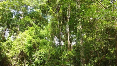 Ascenso-Lento-Hacia-El-Denso-Bosque-Tropical-Colombiano,-Disparo-De-Drones