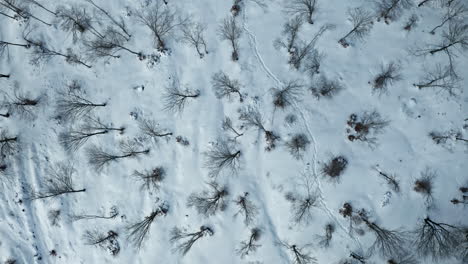 Snow-covered-landscape-with-bare-trees-viewed-from-above-in-winter