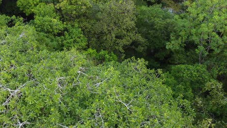 Vista-Aérea,-Moviéndose-Sobre-Un-árbol-De-La-Selva-Tropical-En-La-Selva-De-Santa-Marta,-Colombia,-Hermosa-Naturaleza-Verde