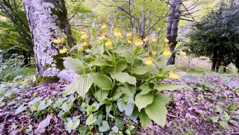 Yellow-Lady-Slipper-Flower-in-May-near-Boone-NC,-North-Carolina