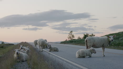 Rebaño-De-Ovejas-Bloqueando-La-Carretera-En-Las-Montañas-Dovrefjell,-Noruega