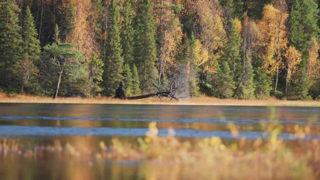 Farbenfroher-Herbstwald-Spiegelt-Sich-In-Der-Noch-Spiegelglatten-Oberfläche-Des-Kleinen-Sees