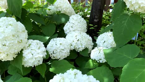 Lush-white-hydrangeas-in-a-garden-create-a-serene-and-beautiful-summer-scene