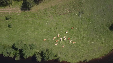 Rebaño-De-Vacas-Pastando-En-Un-Campo-De-Hierba-Cerca-De-Un-Lago,-Capturando-El-Paisaje-Natural-Y-El-Ganado-En-Un-Entorno-Rural,-Vista-Aérea-Ampliada