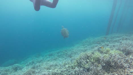 A-snorkeller-observes-a-hawksbill-sea-turtle-while-swimming-above-a-vibrant-coral-reef