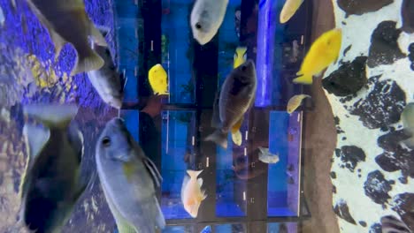 Tropische-Fische-Schwimmen-In-Einem-Lebendigen-Aquarium-Unter-Farbenfroher-Beleuchtung