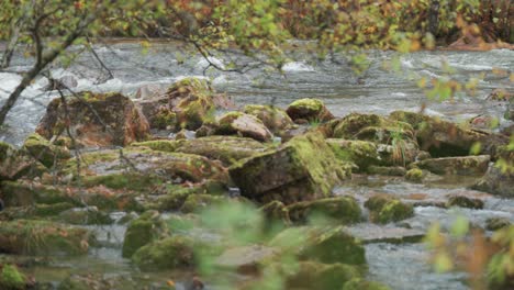 A-wild-river-flows-through-a-rocky-riverbed,-bordered-by-moss-covered-stones-on-the-banks