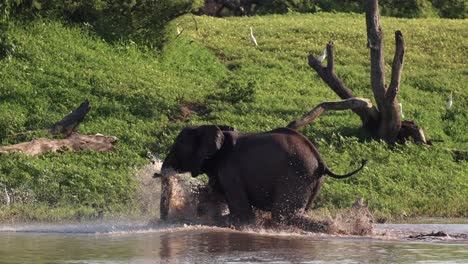 An-African-Elephant-excitedly-runs-and-crashes-through-a-river,-making-large-splashes-before-running-onto-a-grassy-bank-in-Mapungubwe,-South-Africa