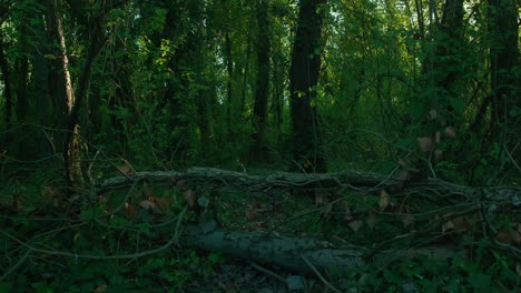 Dense,-lush-forest-area-in-Jarun,-Zagreb,-Croatia,-with-thick-green-foliage-and-fallen-branches